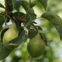 Perenboom 'Triomphe de Vienne' halfstam